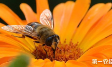 beeswap價(jià)格,bee一枚多少錢