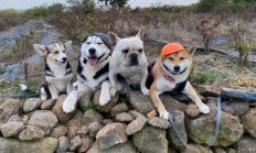 錢包狗狗,狗狗幣錢包app下載